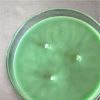 Morning Dew 3 Wick Candle - Fresh, Grassy Scent - Handmade Candle