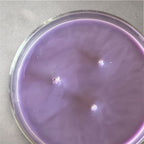 Lavender Coast 3 Wick Candle Made with Real Essential Oils